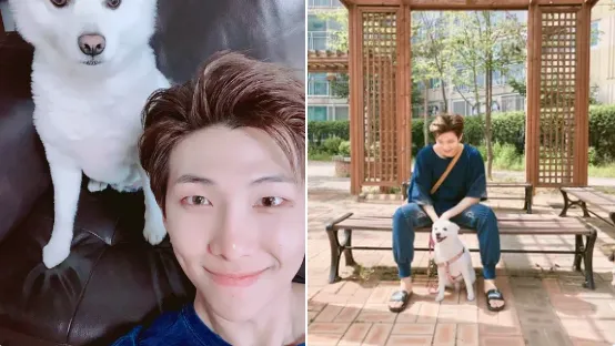 RM，與狗Rapmon悲傷分別“他跨過彩虹橋，我的家人還沒有完全克服”