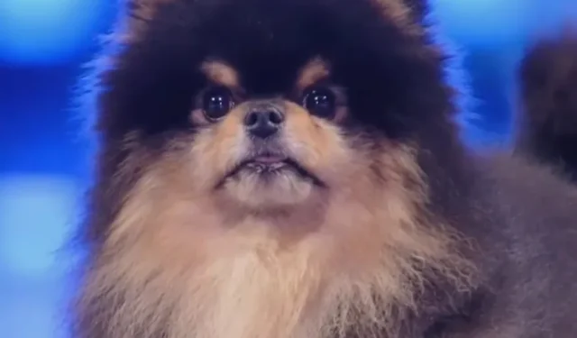 Los internautas reaccionan ante la aparición del perro mascota de BTS V, Yeontan, en “M Countdown”