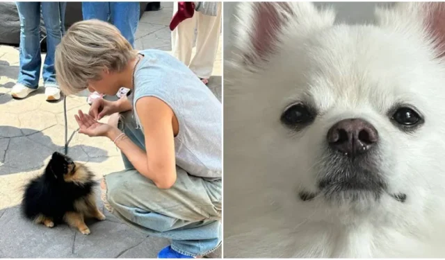 5 chiens aussi célèbres que leurs mamans et papas stars