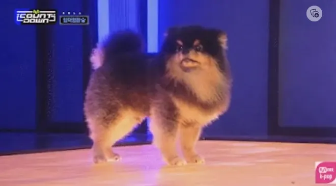 El amigo peludo de BTS V