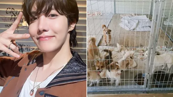 I BTS J-Hope sponsorizzano da 2 anni un rifugio per cani abbandonato a Busan