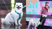 Crush menciona a aparência de seu cachorro de estimação no palco, “Doyou Is The Center, I’m A Backup Member”