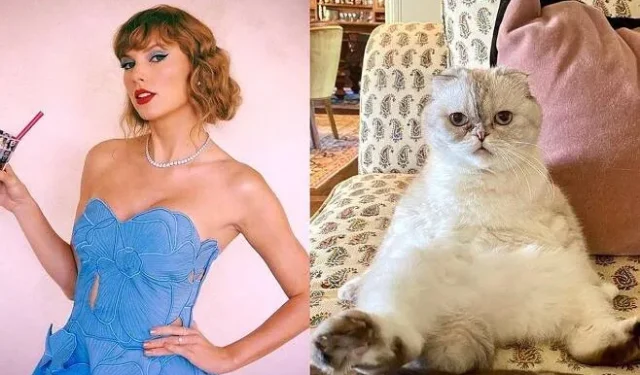 O gato de Taylor Swift revelou ser mais rico que o namorado