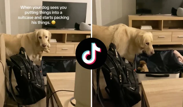 Golden Retriever fait sa valise dans une adorable vidéo virale