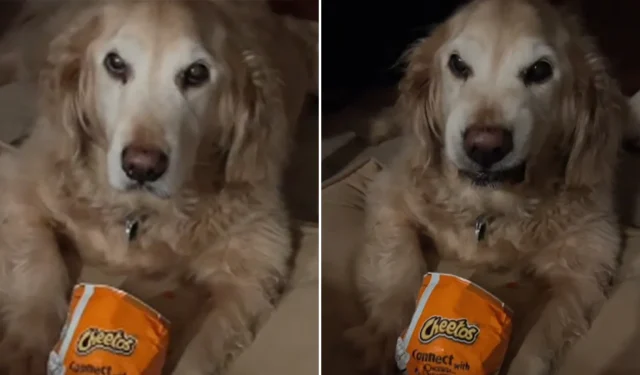 Golden Retriever se recusa a desistir do Flamin’ Hot Cheetos e a internet está apaixonada