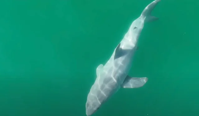 YouTuber captura en vídeo el nacimiento del gran tiburón blanco por primera vez