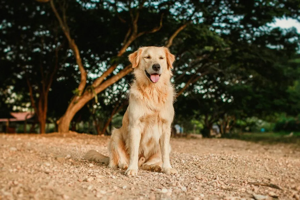 Golden-Retriever-goes-viral-hot-cheetos