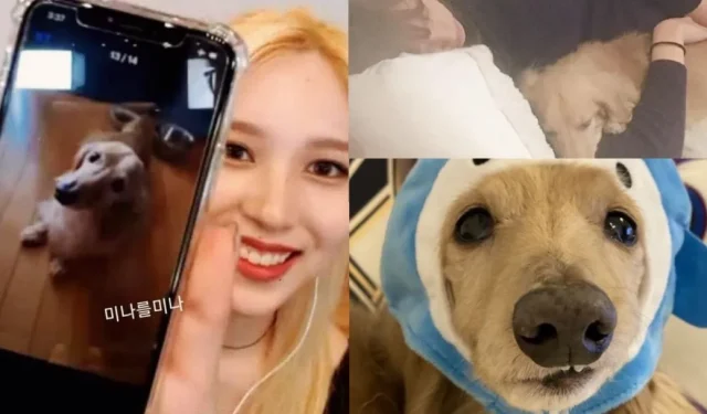 TWICE Mina confirma el fallecimiento del perro de la familia Ray + ONCE de luto por el ‘mejor chico’ de Idol