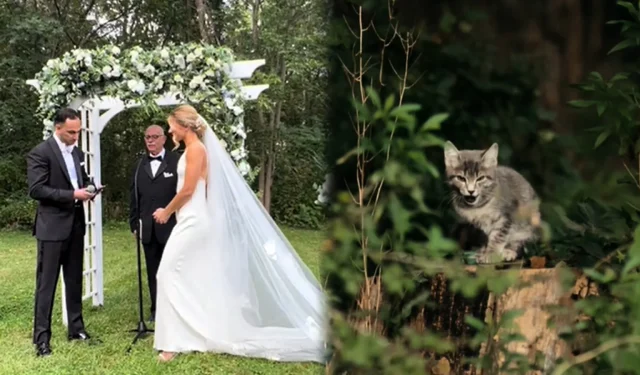 Un couple adopte un chaton errant qui a violé ses vœux de mariage