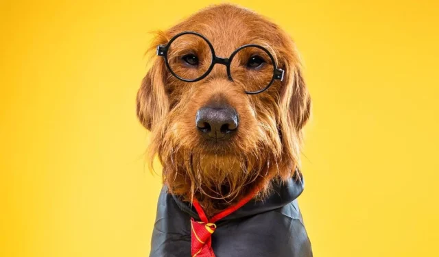 Dobby le Labradoodle devient viral pour comprendre les sorts d’Harry Potter