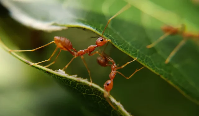 Le propriétaire d’un PC est choqué après avoir découvert des fourmis de feu « mangeant » son ordinateur