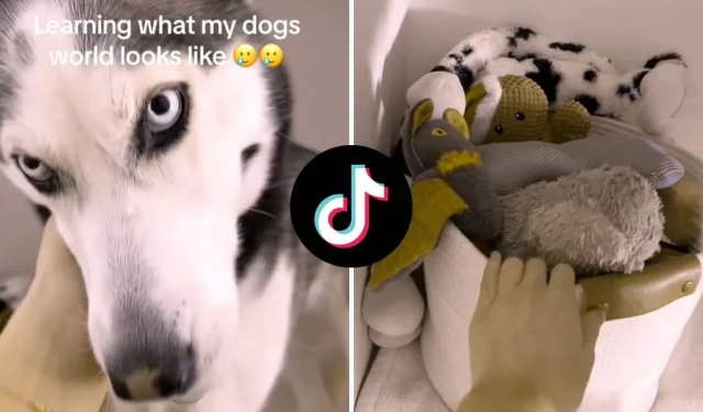 Como obter o filtro Dog Vision no TikTok