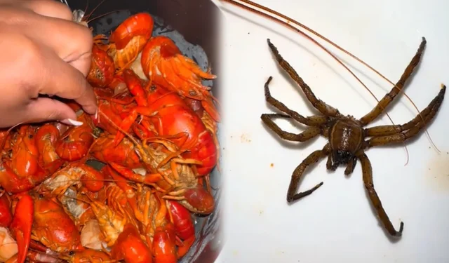 Frau verweigert Rückerstattung, nachdem sie „Spinnen“ in ihrer Meeresfrüchtebestellung entdeckte