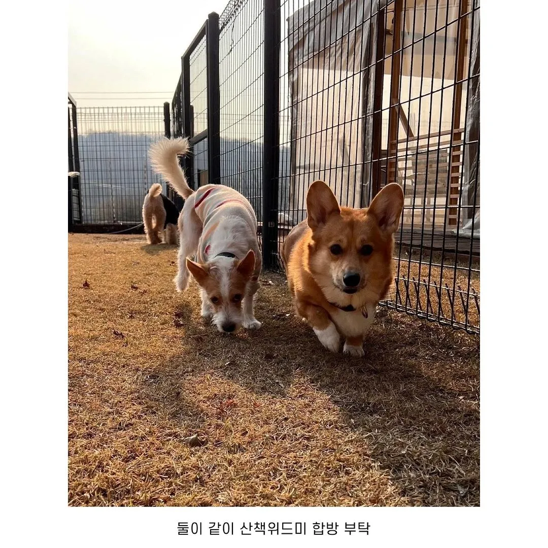 BLACKPINK Rosé Dog 與這位韓劇演員的寵物搞笑地陷入了“約會謠言”