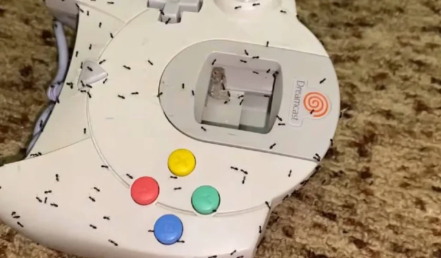 El controlador Dreamcast retro infestado de hormigas horroriza a Internet