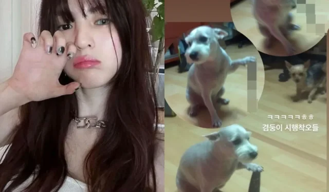 Le chiot dans l’histoire Instagram de Han So-hee est soudainement devenu une star au milieu du scandale « Transit Love »