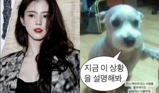 Le propriétaire du chien tenant un couteau dans l’histoire IG de Han So-hee exprime ses sentiments