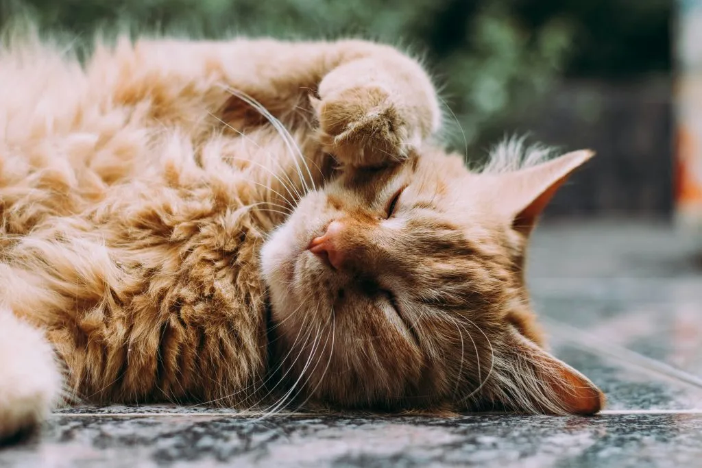 hombre-arrestado-gato-veterinario por exceso de velocidad