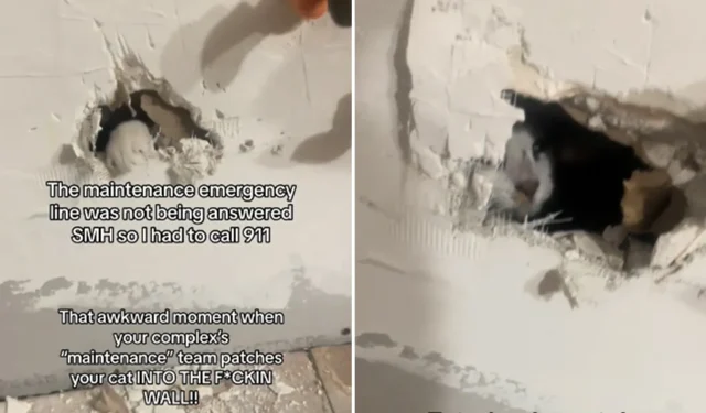 Une femme furieuse après que des ouvriers d’entretien aient enfermé son chat dans le mur