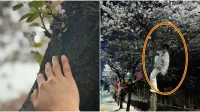 Ator criticado por escalar cerejeira em flor para tirar foto