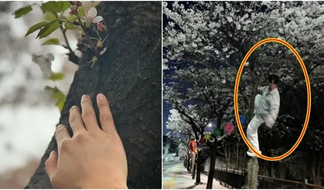 Ator criticado por escalar cerejeira em flor para tirar foto