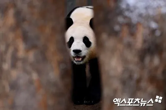 Fãs ficaram irritados porque funcionários do aeroporto chinês colocaram o dedo dentro da gaiola de Fubao 