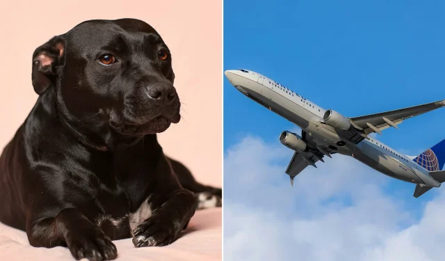 Voo da United Airlines é desviado após cachorro fazer cocô no corredor do avião