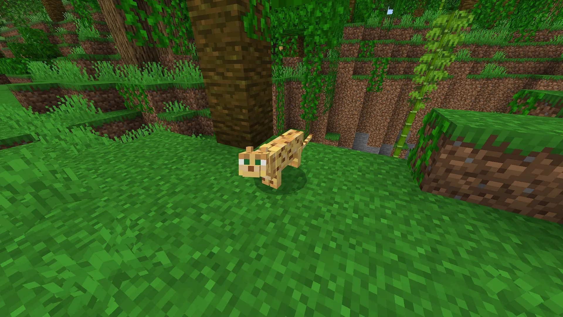 Gagner la confiance d'un ocelot est un exploit (Image via Mojang Studios)