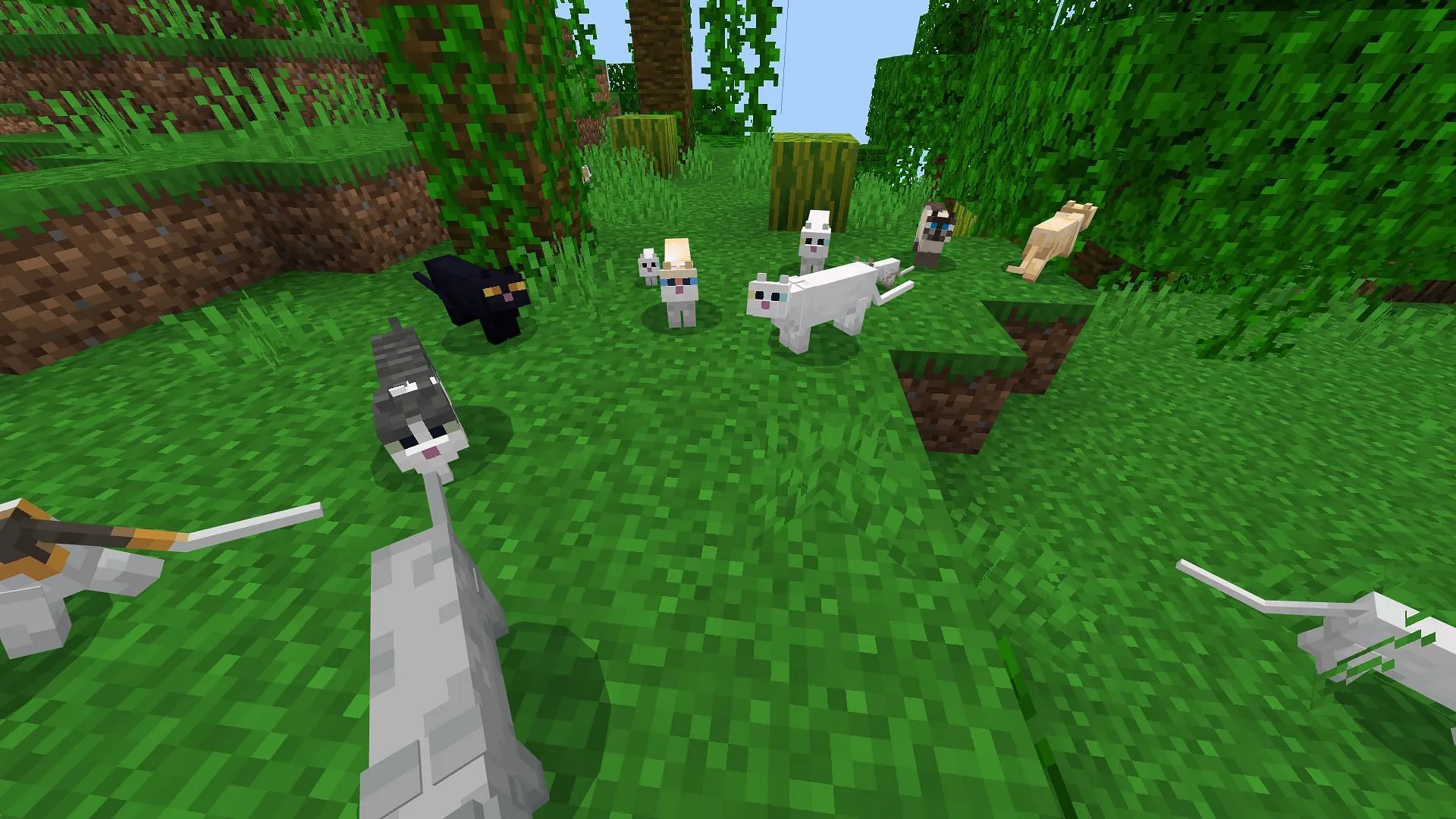 Spieler müssen 20 Katzen zähmen, um diesen Erfolg zu erreichen (Bild über Mojang Studios)