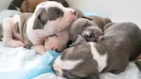 Une pause dans l’actualité électorale : apprécions cet adorable chiot pitbull vert