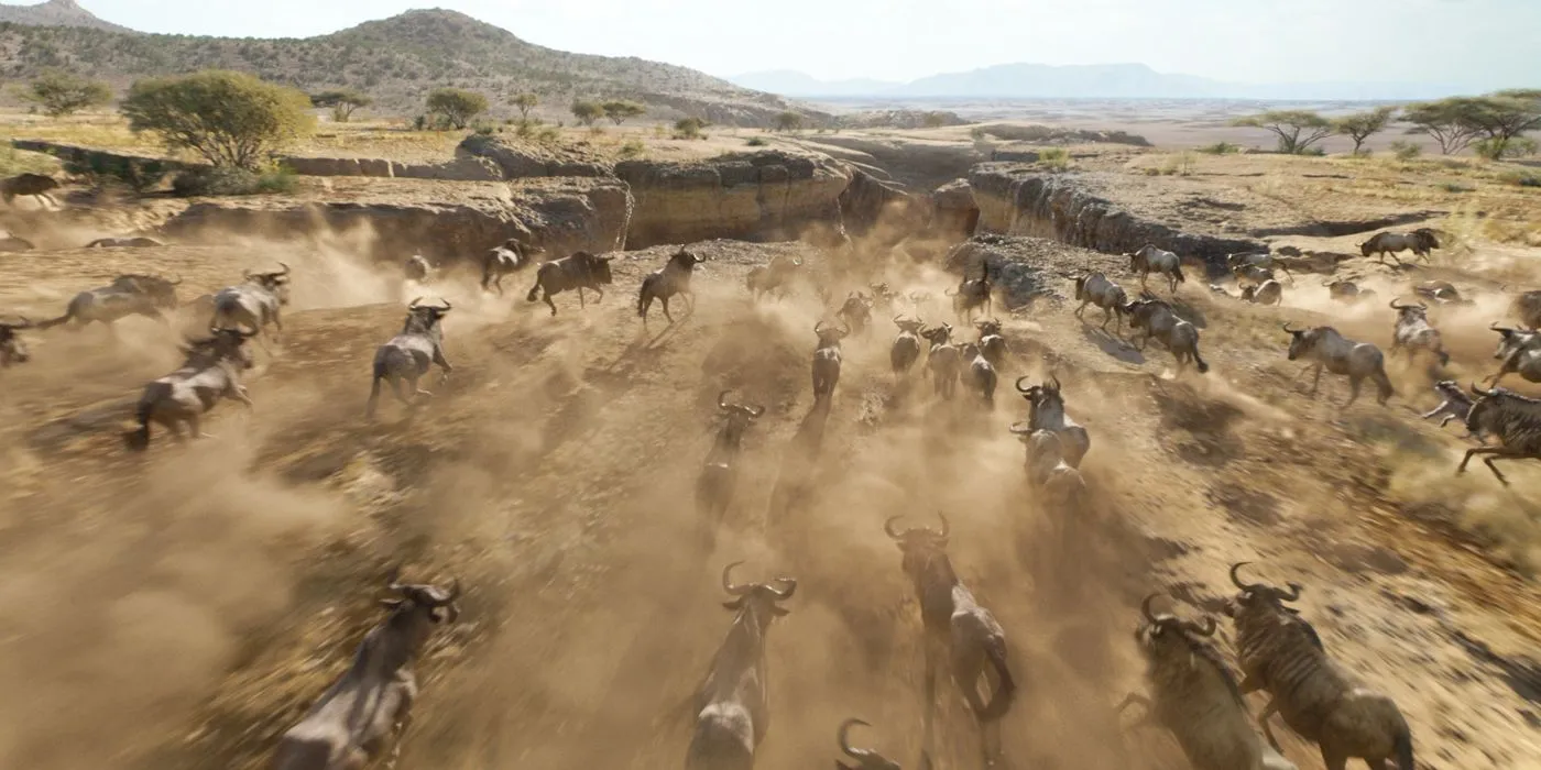 Der König der Löwen Trailer Wildebeest Stampede