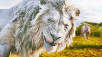 Comprendre les lions blancs du Roi Lion : faits tirés du film et de la réalité