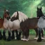 2024 年 12 月 Star Stable 代碼：解鎖獨家獎勵