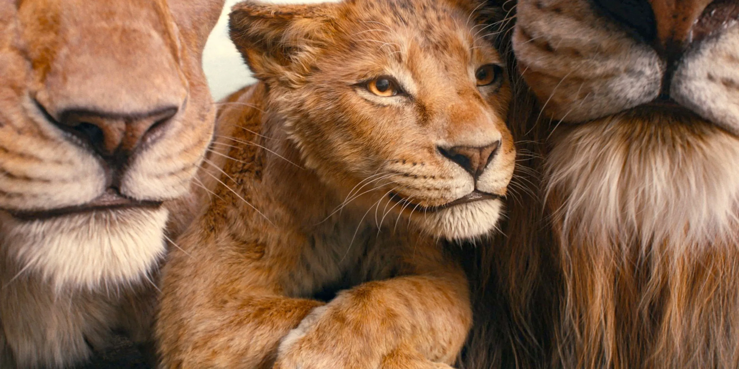 El joven Mufasa abrazado a sus padres, Afia y Masego en Mufasa: El Rey León