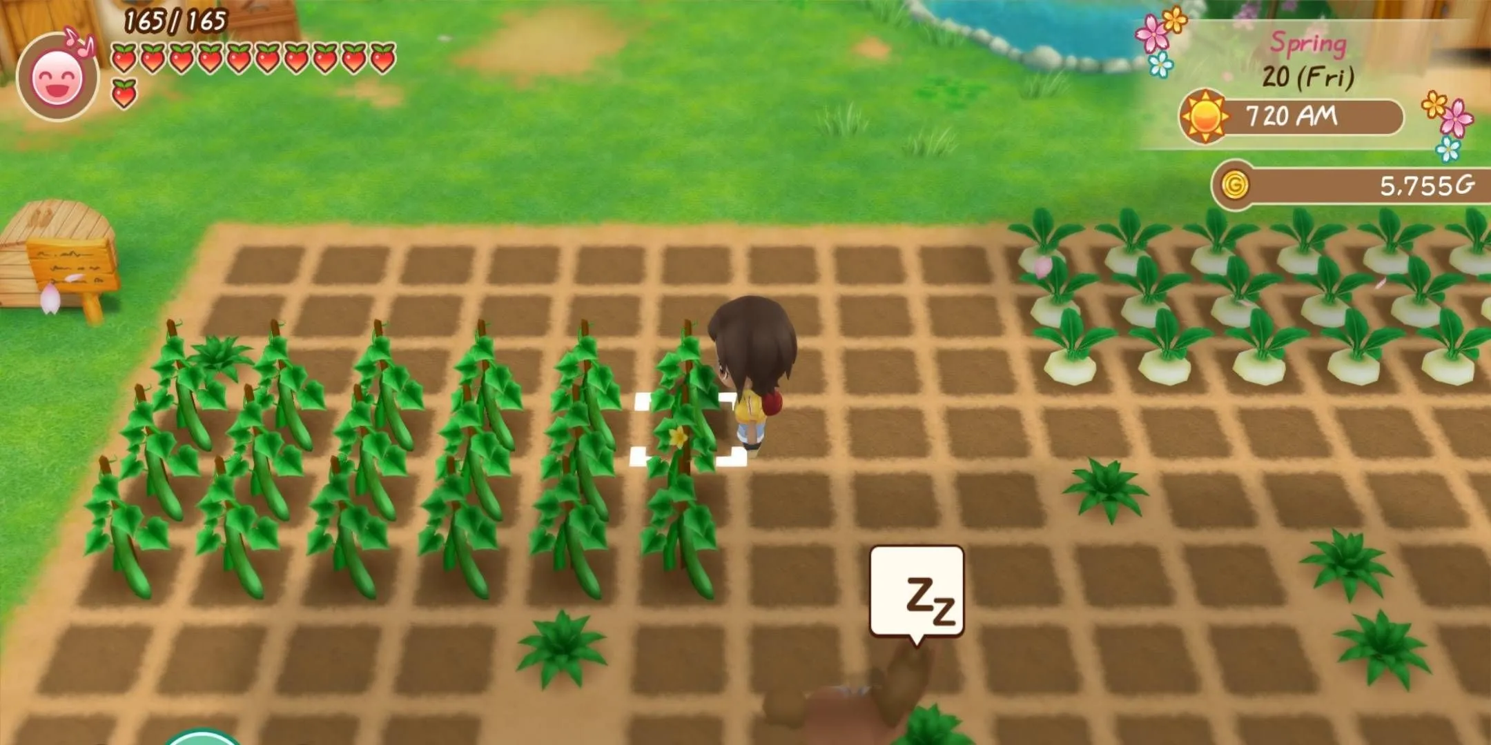 Story of Seasons - Gameplay 3