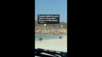 Incontro inquietante: un glitch nella matrice individuato sulla spiaggia di Esperance