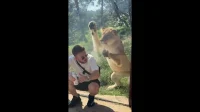 Encuentro cercano: un león comparte un momento aterrador con un turista en un zoológico australiano