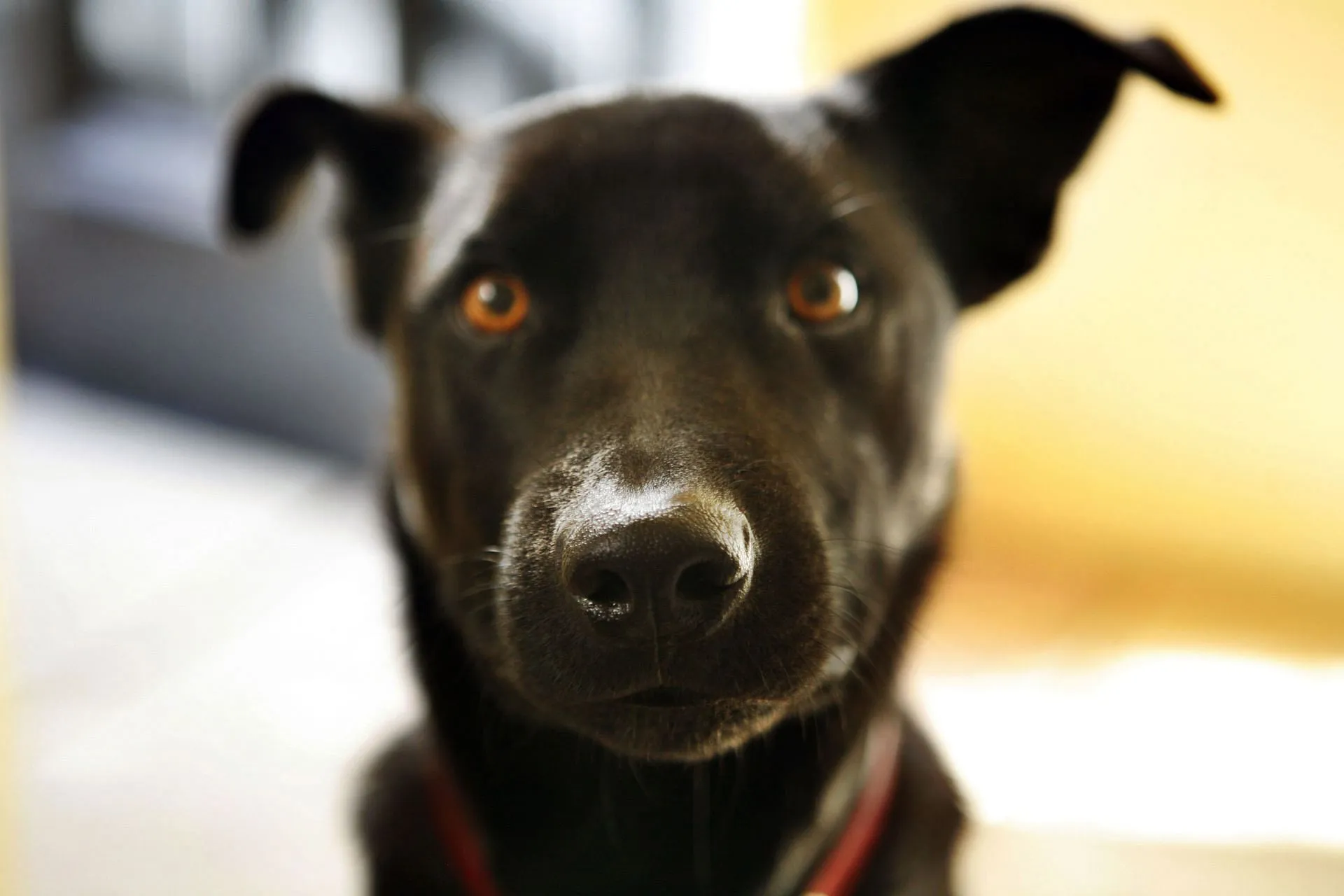 Close-up of an Australian kelpie