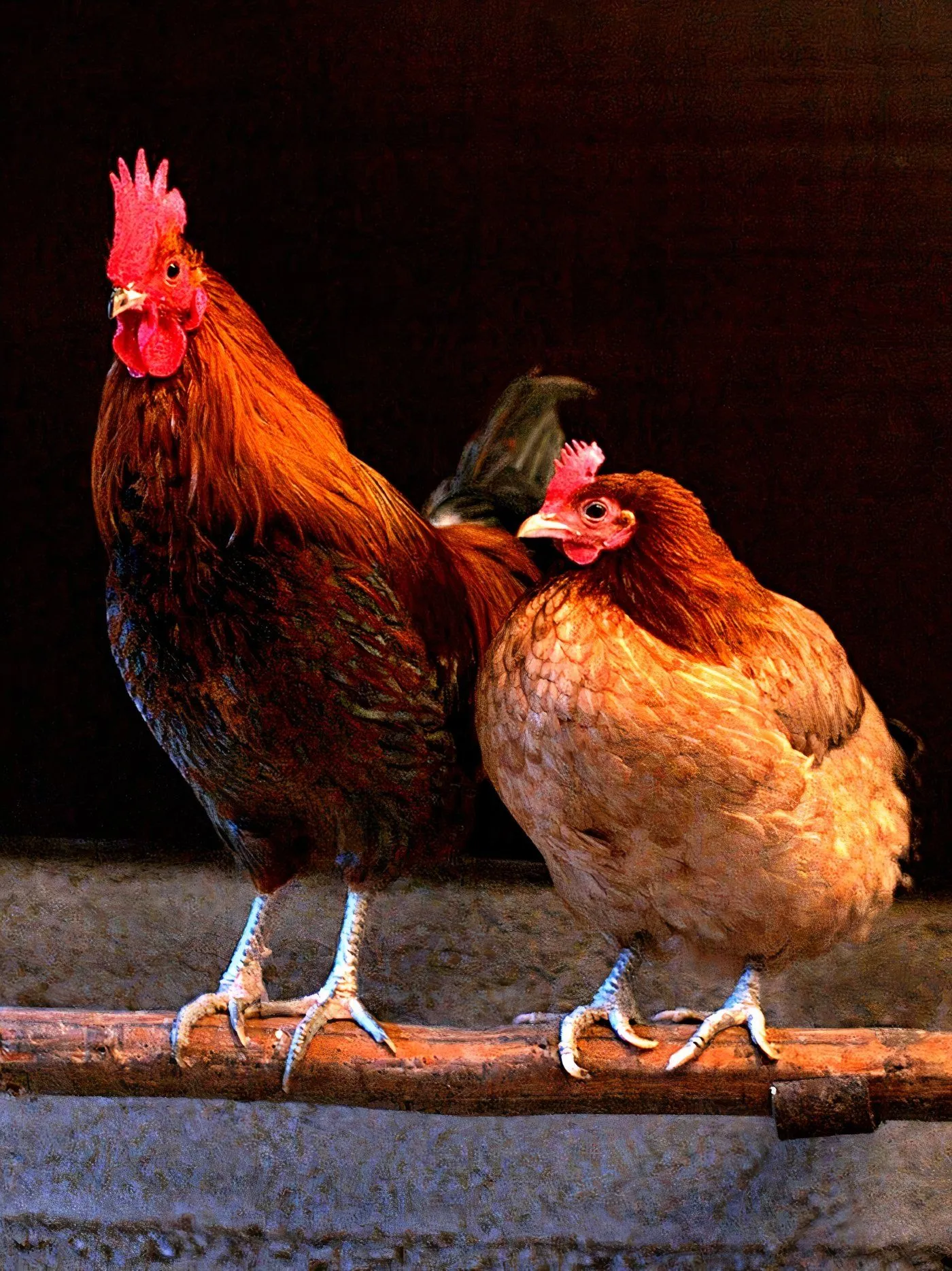 Chicken image Chicken image