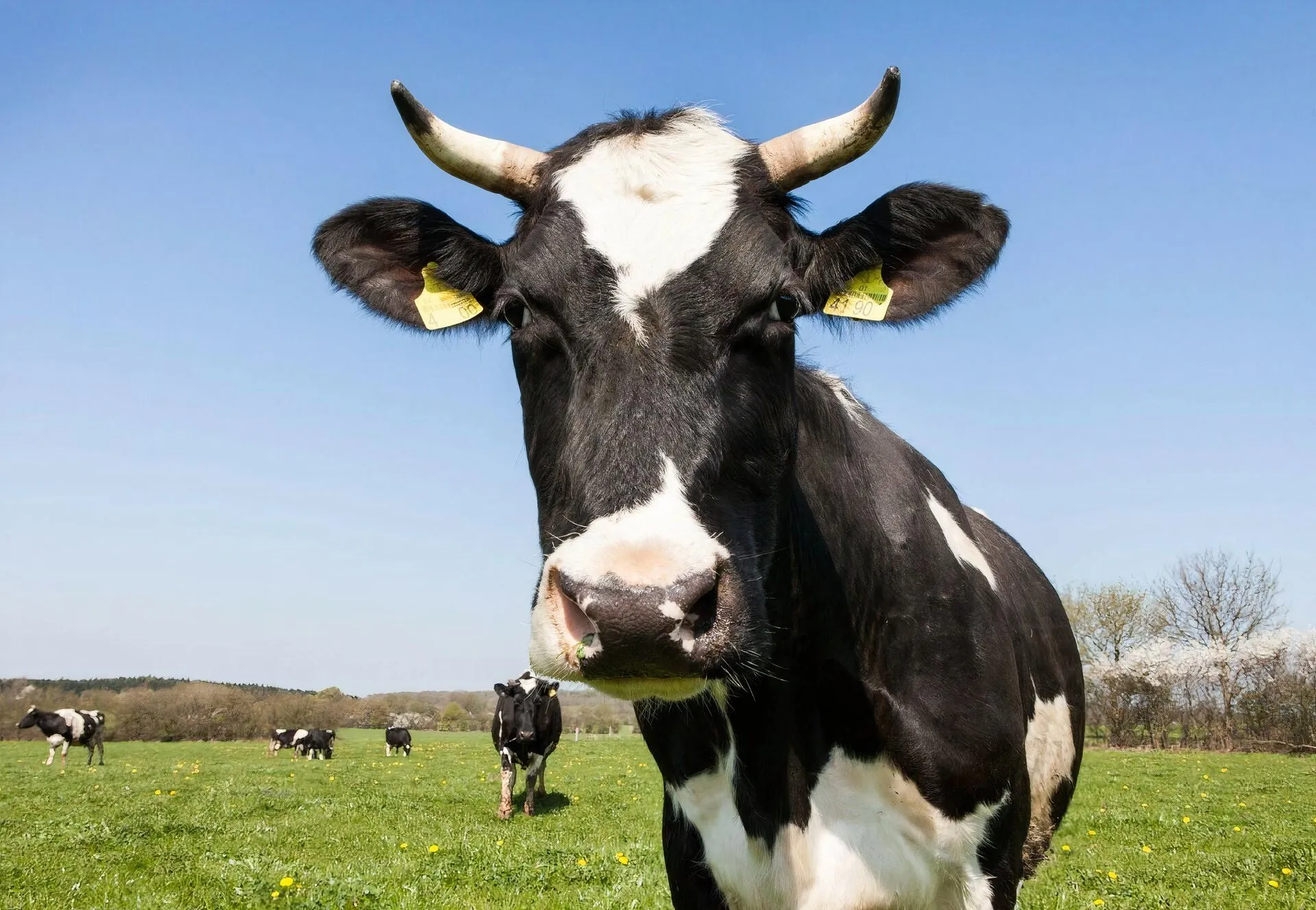 Cow image Cow image