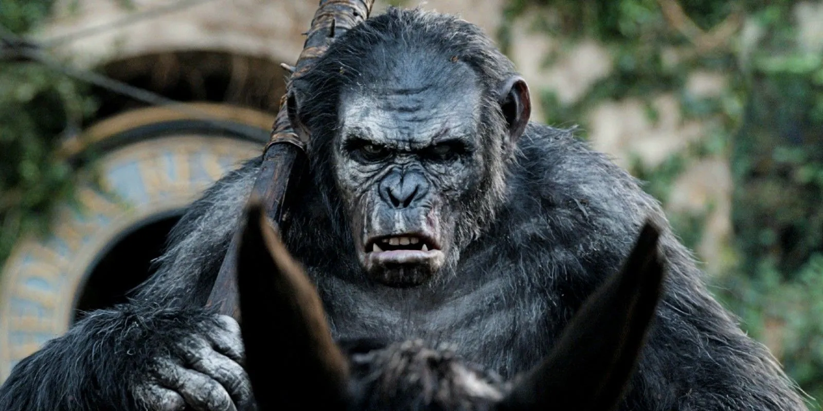 Koba in Dawn of the Planet of the Apes Koba in Dawn of the Planet of the Apes