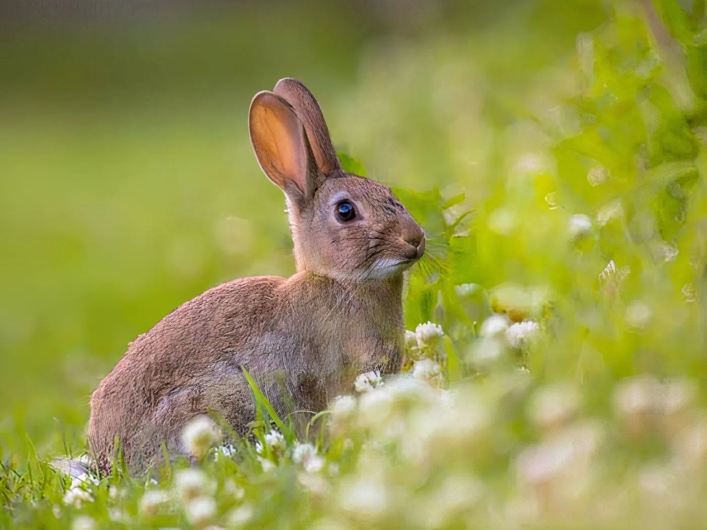 Rabbit image Rabbit image