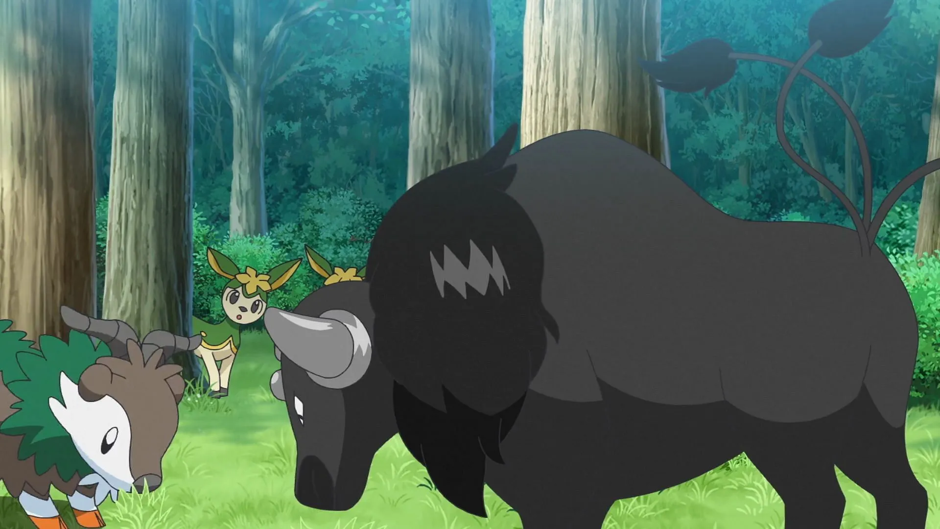 Combat Breed Paldean Tauros in the anime (Image via TPC)