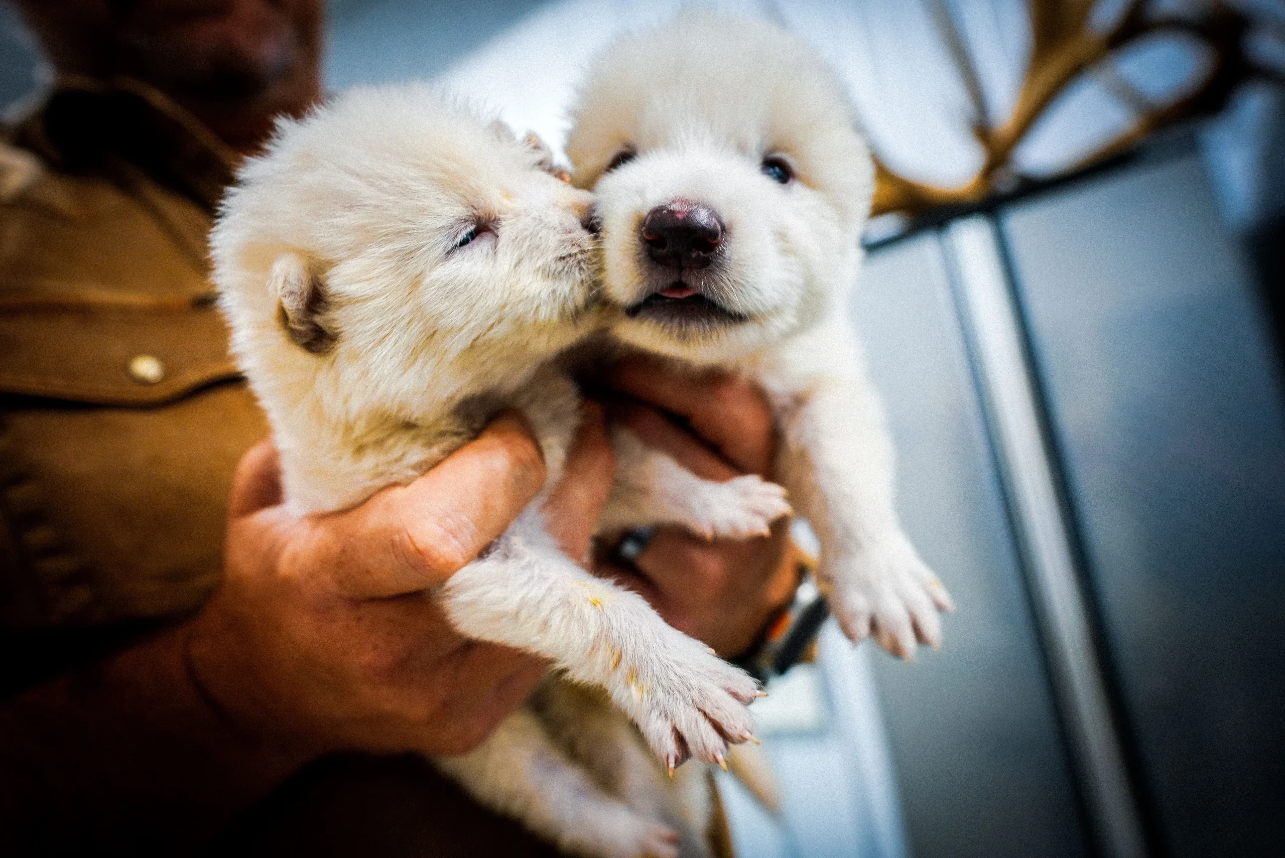 Baby Dire Wolf Baby Dire Wolf