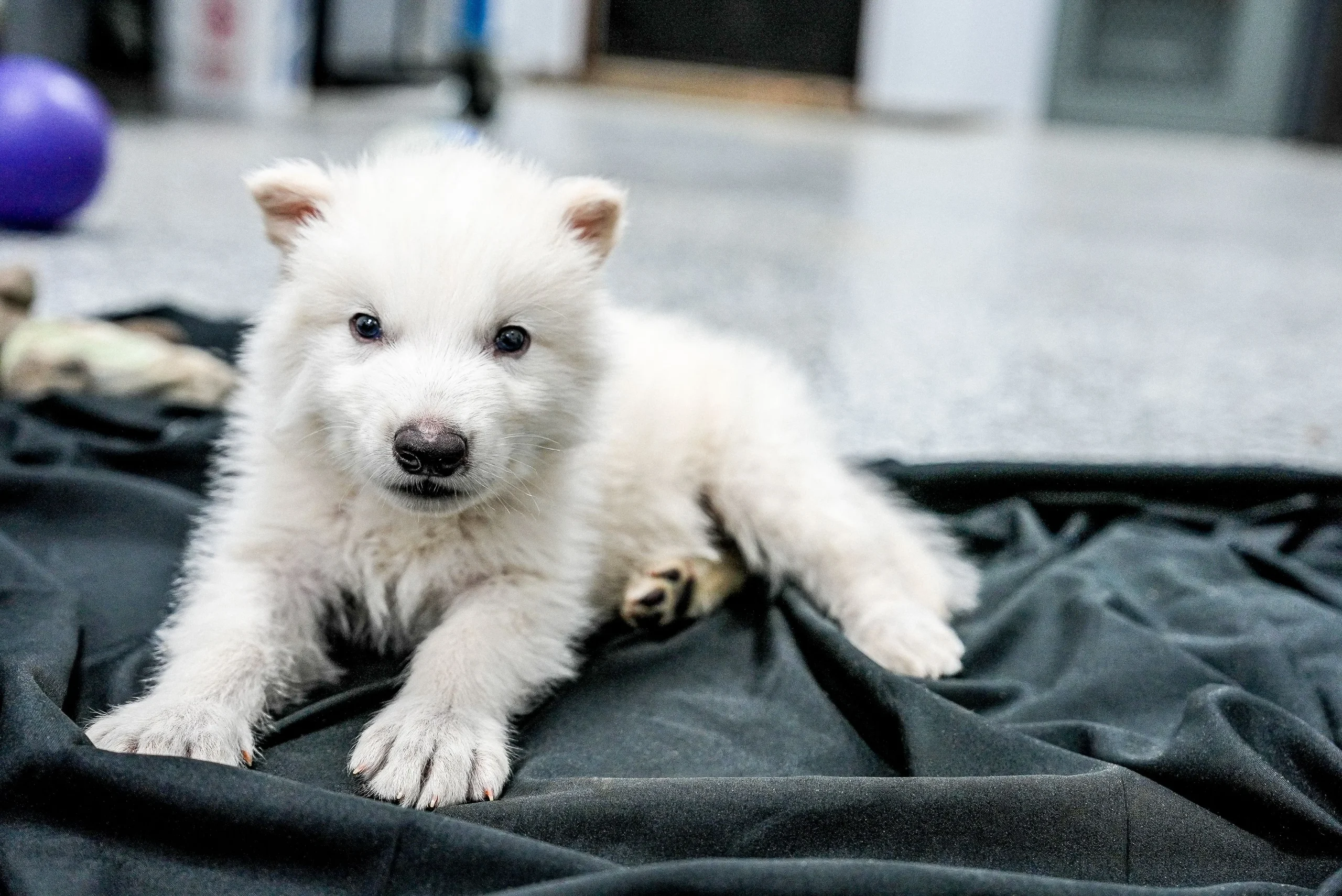 Growth of a Dire Wolf Pup Growth of a Dire Wolf Pup