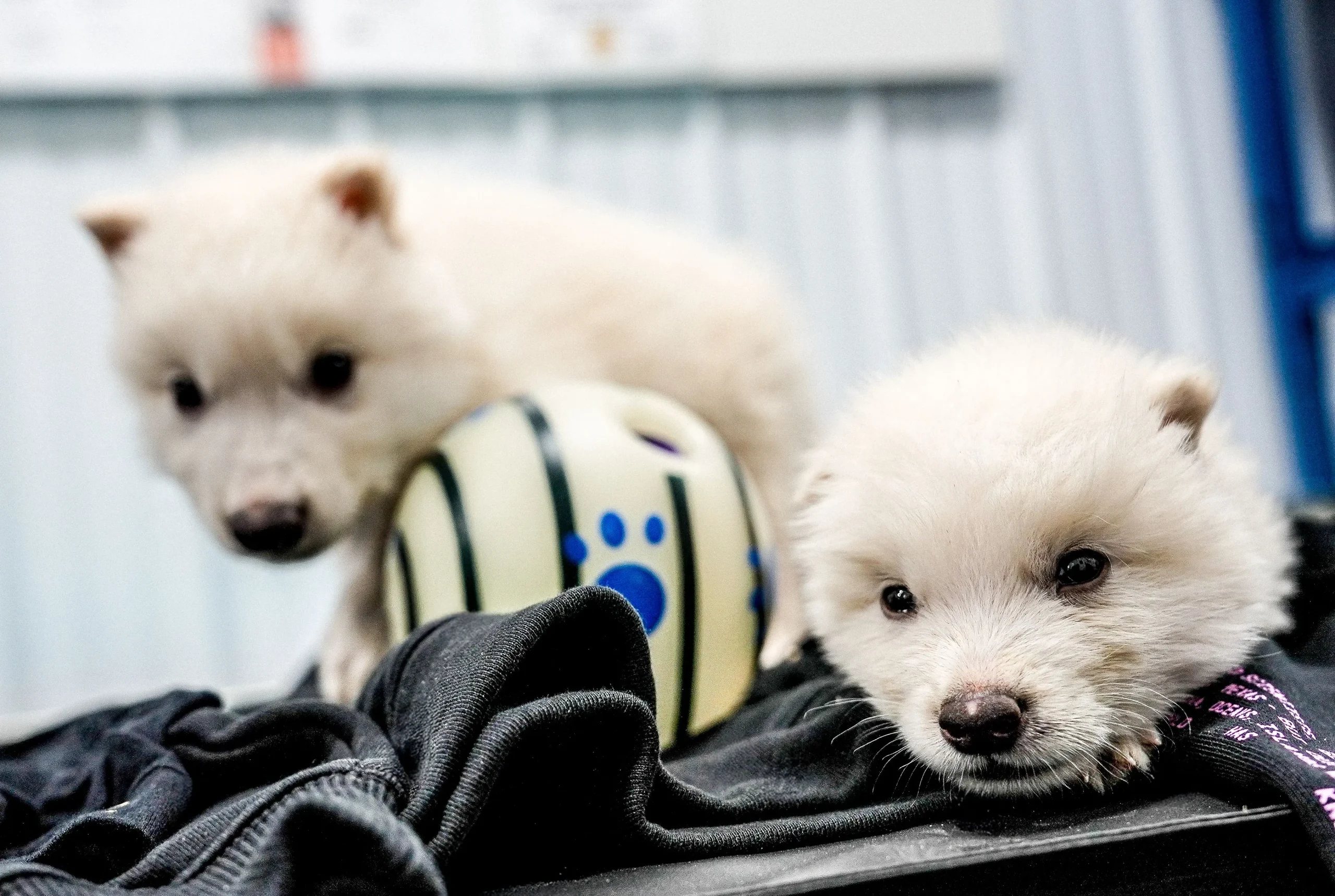 One Month Old Dire Wolf One Month Old Dire Wolf