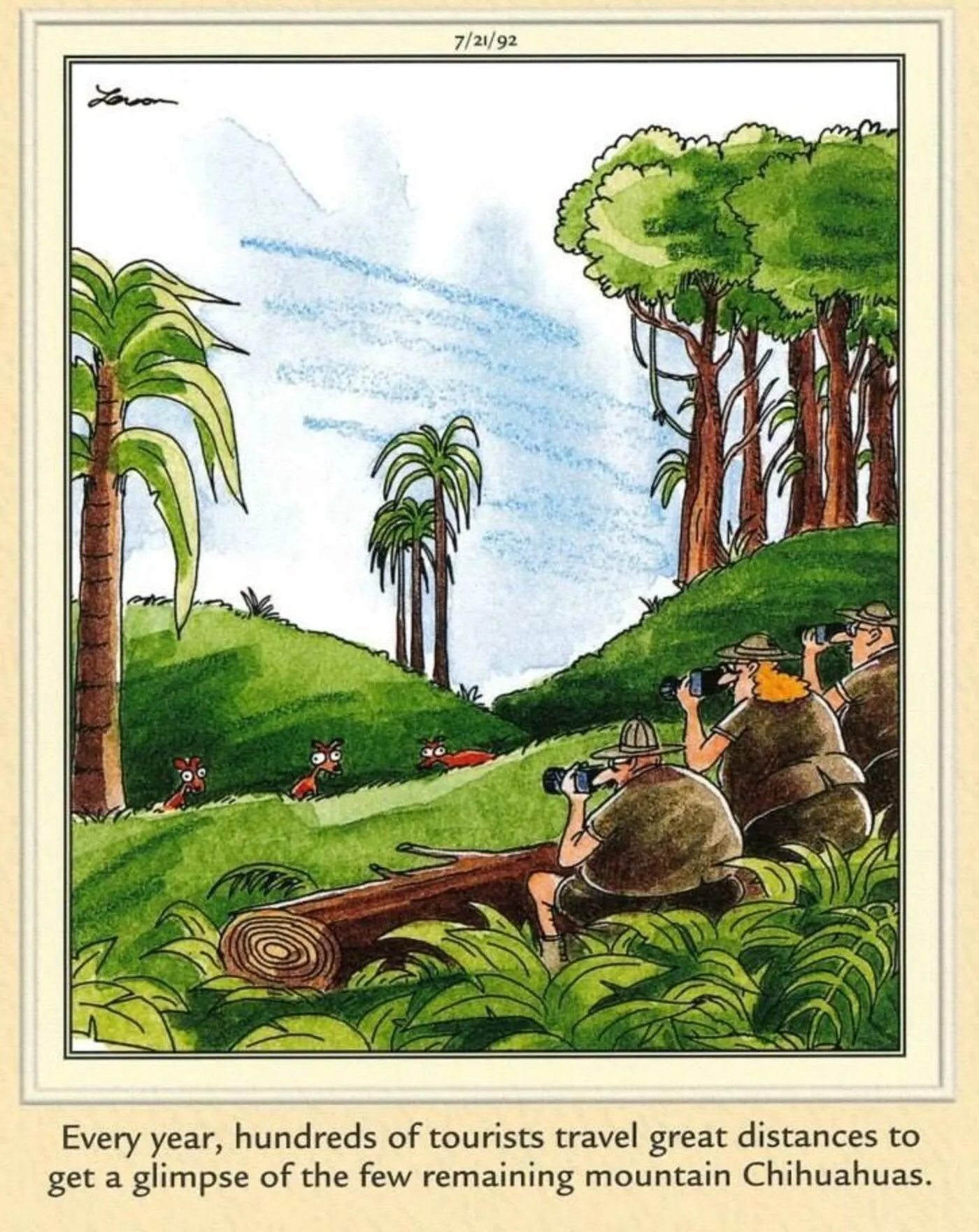 Far Side, chihuahuas in the jungle with two people watching. Far Side, chihuahuas in the jungle with two people watching.