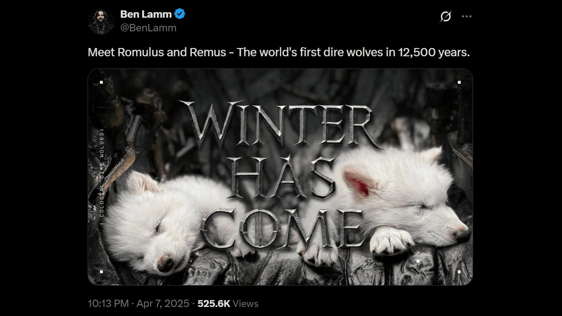 Ben Lamm posts pictures of the newborn dire wolves. (Image via X)