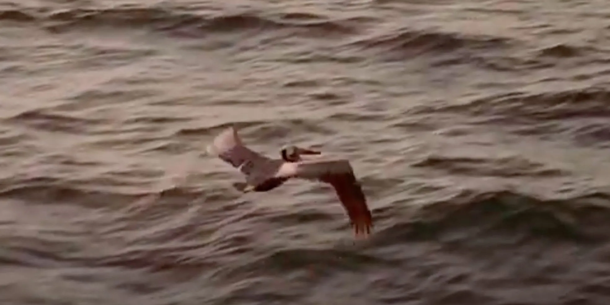 The pelicans flying at the end of Jurassic Park.