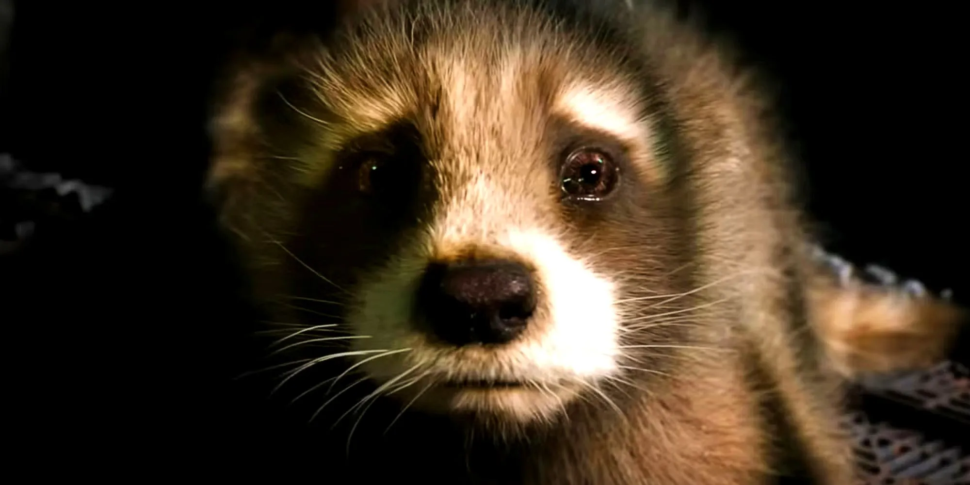 Baby Rocket Raccoon is scared in Guardians of the Galaxy Vol 3